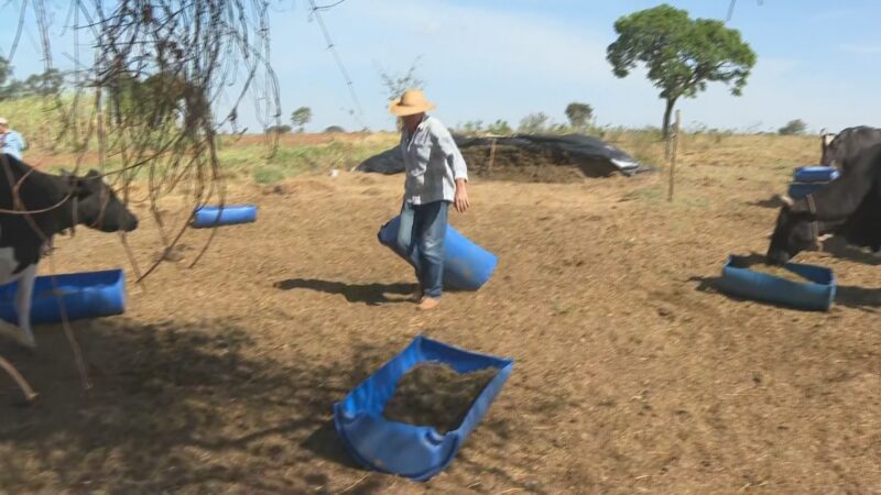 Qualidade da pastagem cai com estiagem e preocupa pecuaristas