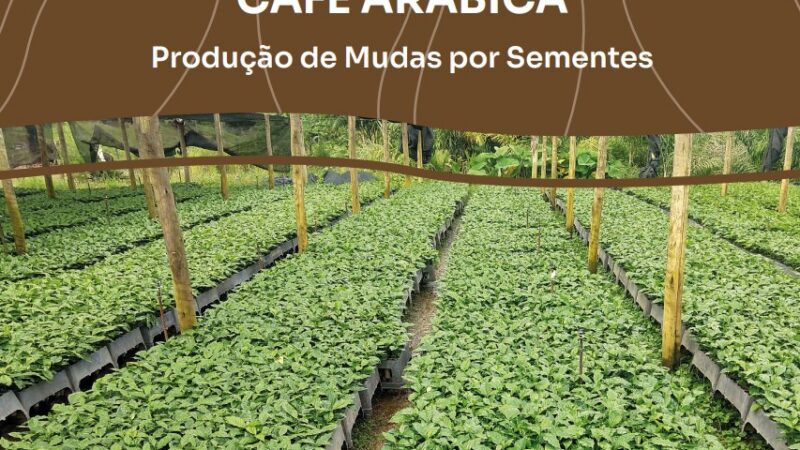 Veja dicas para produzir café arábica