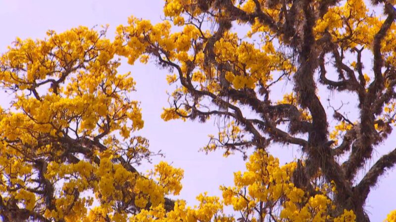 Florada dos ipês embeleza a zona rural