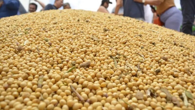 Supermercados europeus pedem que empresas vetem soja de área desmatada no Brasil, após Cade suspender moratória