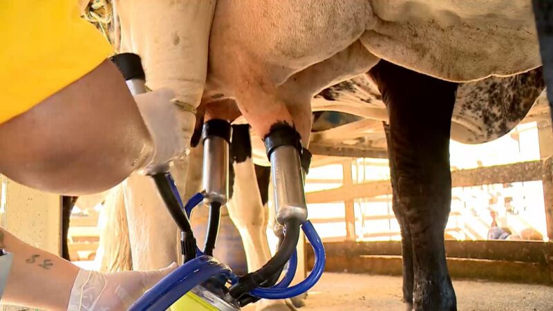 Preço do leite: entenda efeitos da desvalorização no campo após 6ª queda seguida nas cotações