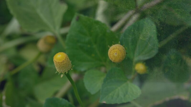 ‘Tremidão’: planta amazônica que promete prolongar o prazer chama atenção pelo efeito peculiar e vira negócio lucrativo