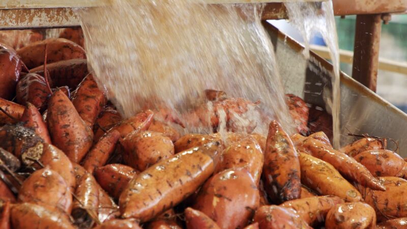 Estiagem derruba produção de batata-doce no Oeste Paulista