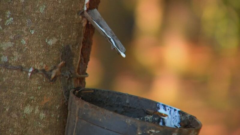 Começa a sangria nos seringais de SP