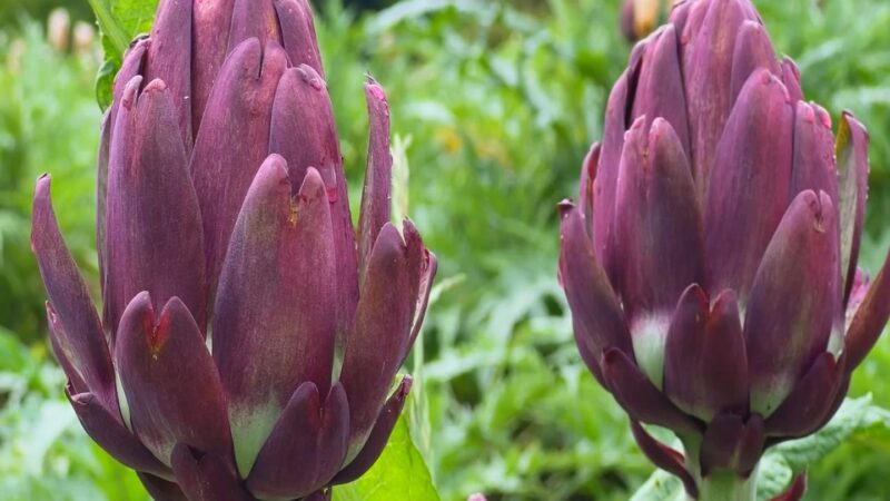 Produtores de alcachofra aproveitam a safra para lucrar com turismo rural