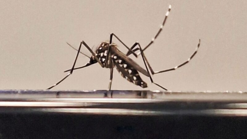 Saúde amplia investimento em tecnologia para combate ao Aedes aegypti e espera fornecer vacina nacional contra dengue em 2026